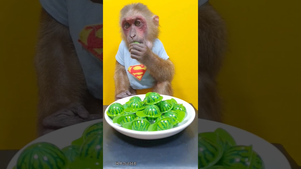 🐒 Animal 😋 Funtoosh 🐒, Monkey 🐒 eating 😋 a 🐒 Jelly 😋|
