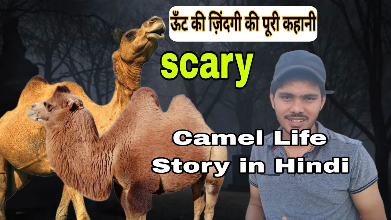 Born To Death || की ज़िंदगी की पूरी कहानी | Camel Life Story in Hindi ||  Untold 
