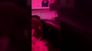 Piggy Smalls Via Ari Insta Story