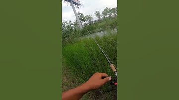 Video Câu Cá Lóc Miền Bắc 🐟 #shorts #LiangShaoFishing