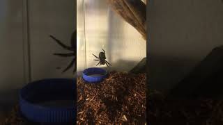 Eresus walckenaeri femelle
