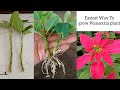 How to grow Poinsettia Plant | Poinsettia Cuttings Propagation in easiest way