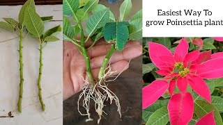 How to grow Poinsettia Plant | Poinsettia Cuttings Propagation in easiest way