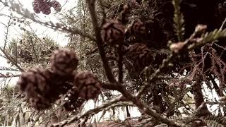 The Truth Of Pine cones