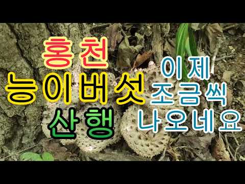 홍천 <strong>능이</strong> <strong>버섯</strong> 산행 2024