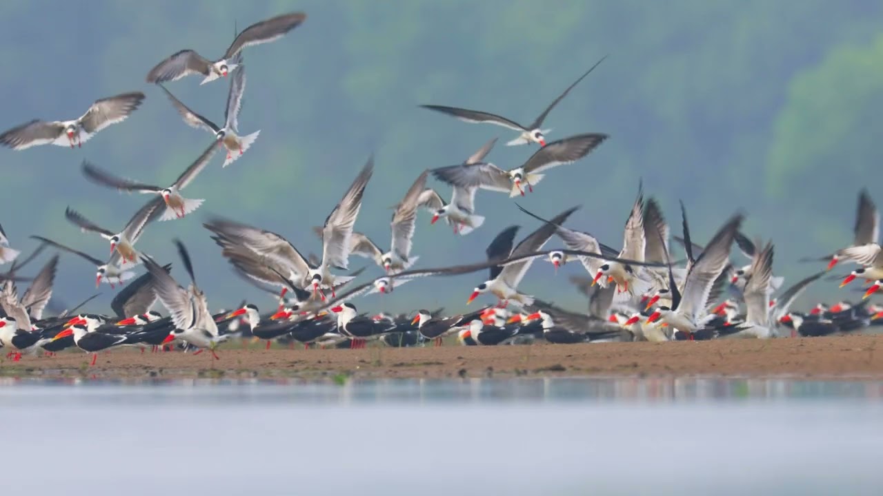 Indian Skimmers Landing 