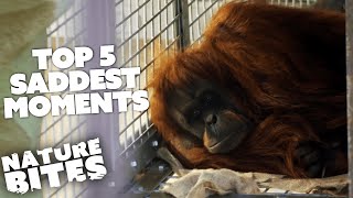 Top 5 Saddest Animal Moments | Nature Bites