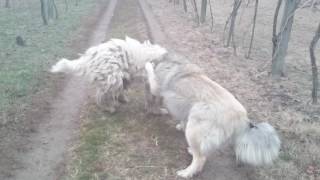 caucasian shepherd and komondor playing