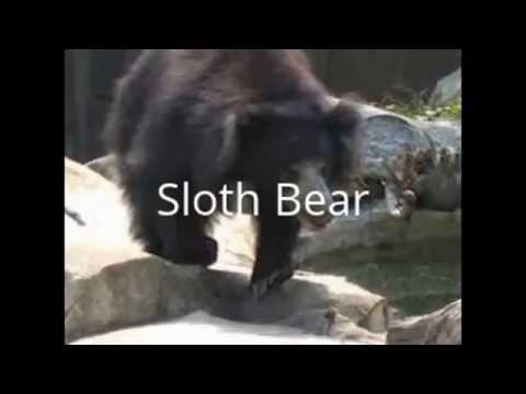 Video: Perbezaan Antara Sloth Bear Dan Asiatic Black Bear