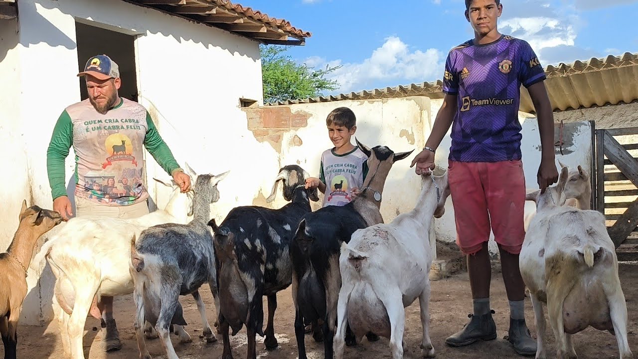PABLO PRODUTOR DE LEITE CRIA MAIS DE 100 CABRA LEITEIRA E ENSINA COMO É  MANEJO DAS CABRA LEITEIRA