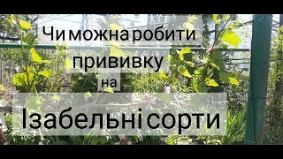 Можно ли делать прививки на Изабельные сорта