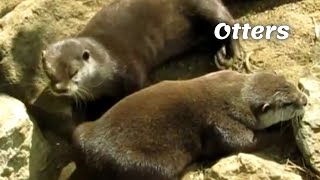 London Zoo | Lazy and fat and otters