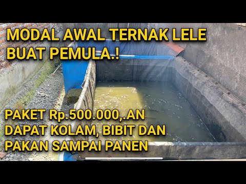 MODAL AWAL BUDIDAYA LELE BUAT PEMULA, 90% ANTI GAGAL.!