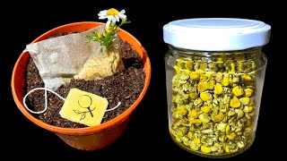 Sowing Chamomile from Tea Bags  2 Methods