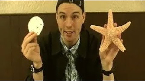 !!!ECHINODERMS EVOLUTION!!!