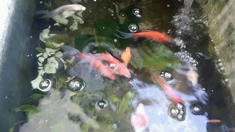 chế lọc nước bằng thùng xốp.lọc 3 tầng siêu trong.