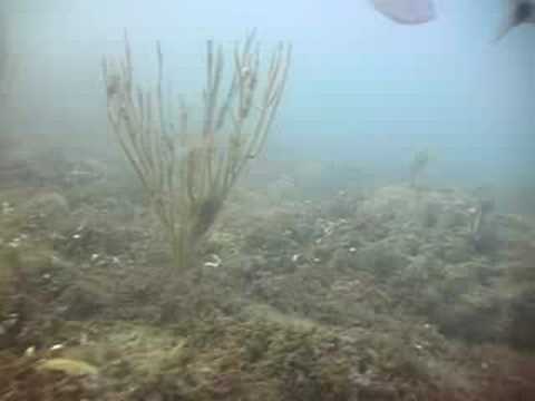 Seven and One-half Fathom Reef is a submerged bank off the coast of South Texas in 10-20 m of water. It is one of several "snapper banks", and a true treasure in the Gulf of Mexico.