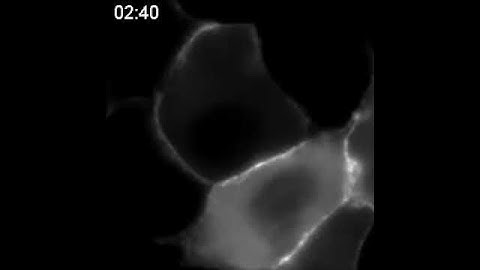 Cell adhesion