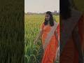 നെൽവയൽ❤️#shortsfeed #ytshorts #rice #food #aishorts #ai #trendingnow #ponnuskunjusworld💞#viralnow