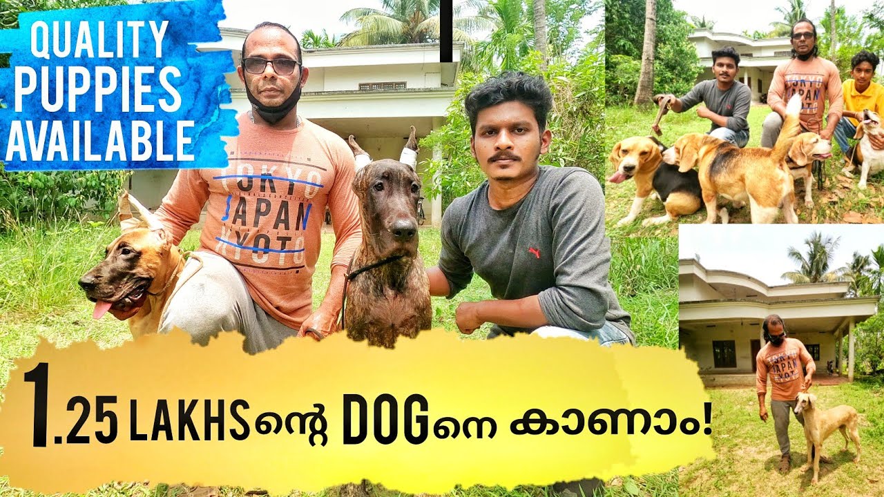 ലക്ഷങ്ങൾ വിലയുള്ള Dogsനെ കാണാംGreat DanePashmiBeagleDog Kennel