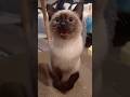 You are so good～ #catshorts #cat #cute #kitten #pets #funny