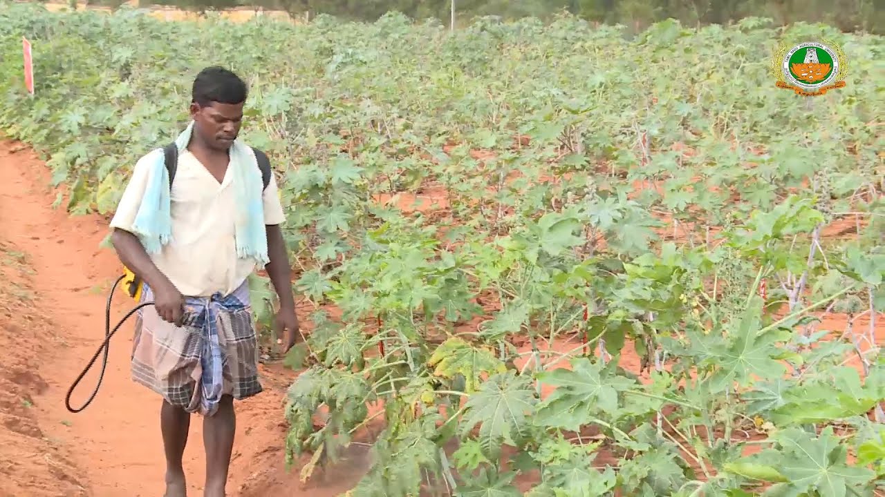 Insect Management in Castor cultivation YouTube