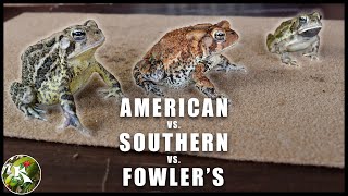 American Toad, Southern Toad & Fowler's Toad, How to Tell Them Apart