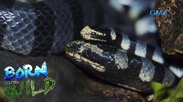 Born to be Wild: Doc Nielsen Donato visits Masbate’s snake island