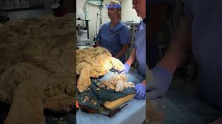 Scooby, A Juvenile Loggerhead Sea Turtle Transferred To The Turtle Hospital Last Wee