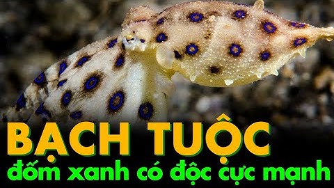 Facts - Bạch Tuộc Đốm Xanh / Blue-ringed octopus