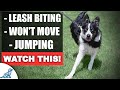 Fix Your Leash Walking Training For THESE Common Problems