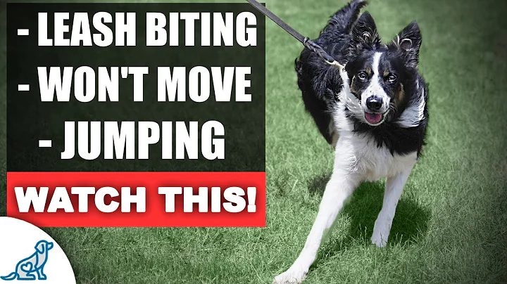 Fix Your Leash Walking Training For THESE Common Problems - DayDayNews