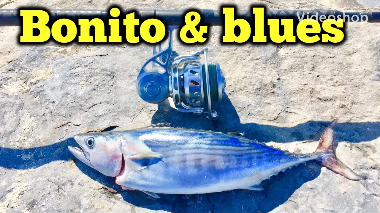 Bonito & Blues south shore Long Island fishing