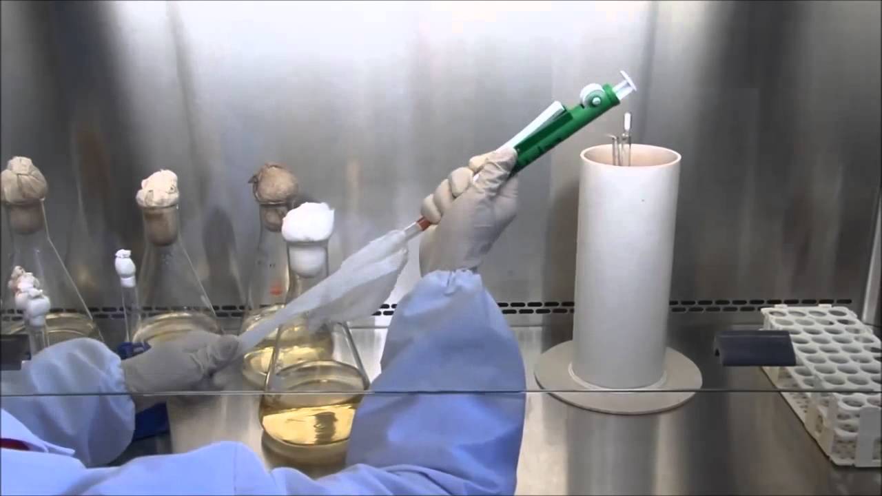 LEPTOSPIROSIS ZOONOSIS YouTube