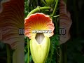 Unveiling the Mysteries of the World’s Largest Flower