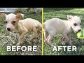 My Neglected Rescue Puppies&#39; DRAMATIC Transformation...
