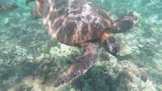 Swimming with Maui Turtles