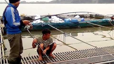 Cao thủ câu cá nheo, Kĩ thuật câu cá nheo sông Hồng