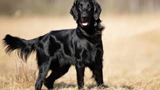 How To Take Care of a Flat Coated Retriever ? How long does a FlatCoated Retriever live?