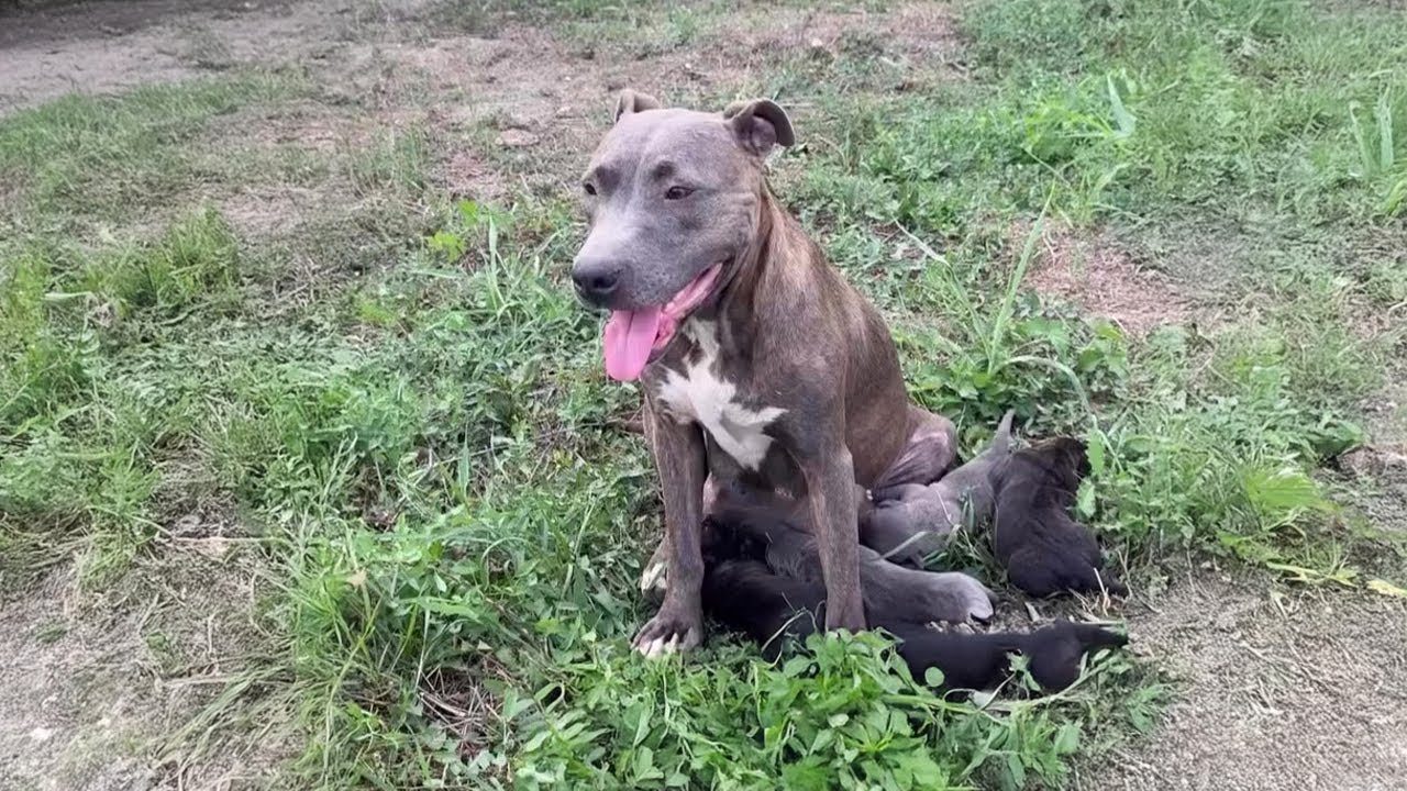 She Was Pregnant With a Broken Leg Chasing her Owner's Car… Then This Happened