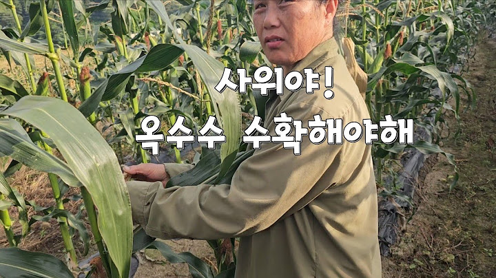 드디어  옥수수 수확작업 합니다. 구매해 주신 모든 분들께 감사드립니다 