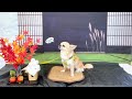 日本最大級のドッグランが凄すぎた！！