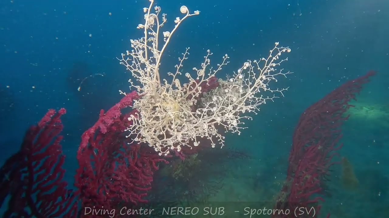 Spotorno e dintorni : LA TRAVACCA