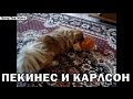 Пекинес и Карлсон))