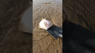 A Happy Ending - Watch The Inspiring Rescue Of Baby Stingray Fish 🥺 #Shorts