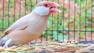 Java sparrow singing sound: babies java sparrows practice to sing a sweet song together in my garden