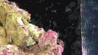 Digitate hydroids