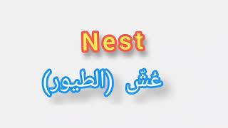 '' Nest .. ترجمة كلمة انجليزية الى العربية - '' عش