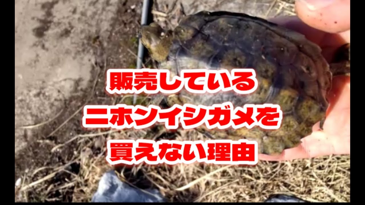 ペットショップで販売されているニホンイシガメの子亀を買えない理由 - YouTube