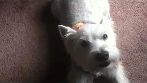 Mistie talking